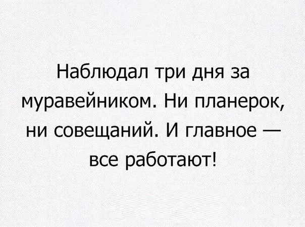 Наблюдал три дня за муравейником Ни планерок ни совещаний И главное все работают