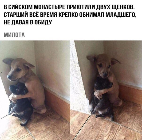 В БИЙСКОМ МПНАВТЫРЕ ПРИЮТИЛИ дВУХ ЩЕНКПВ СТАРШИЙ ВСЁ ВРЕМЯ КРЕПКО ПБНИМАЛ МЛАДШЕГО НЕ дАВАП В ПБИДУ МИППТА