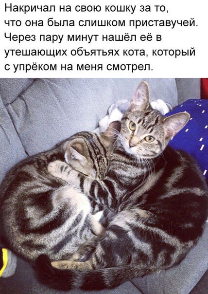 Накричап на свою кошку за то что она была слишком приставучей Через пару минут нашёл её в УТЕШЗЮЩИХ ОБЪЯТЬЯХ кота КОТОРЫЙ упрёком на меня смотрел