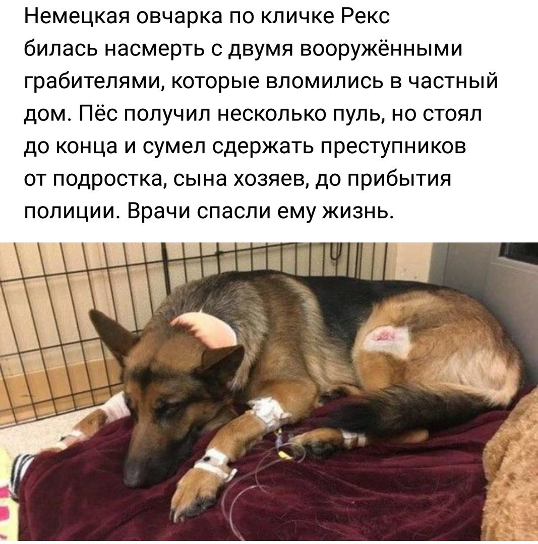 Немецкая овчарка по кличке Рекс билась насмерть с двумя вооружёнными грабителями которые вломились в частный дом Пёс получил несколько пуль но стоял до конца и сумел сдержать преступников от подростка сына хозяев до прибытия полиции Врачи спасли ему жизнь