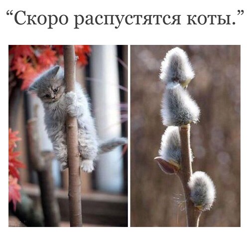 Скоро распустятся коты д 7 Р