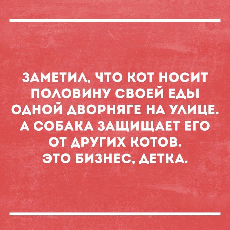ЗАмвтичто кот НоСИт поАОВину своей ЕАЫ одной АВОРНЯГЕ НА УАИЦЕ А СОБАКАЗАЩИЩАЕТ ЕГО от _АРУГИХ Котов это вивнвс АЕТКА