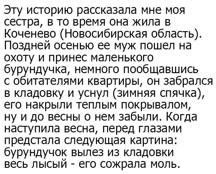 Эту исгорию рассказала мне моя сестра в то время она жила в Коченево Новосибирская область Поздней осенью ее муж пошел на охоту и принес маленького бурундучка немного пообщавшись с обитателями квартиры он забрался в кладовку и уснул зимняя спячка его накрыли теплым покрывалом ну и до весны о нем забыли Когда насгупила весна перед глазами предстала следующая картина бурундучок вылез из кладовки вес