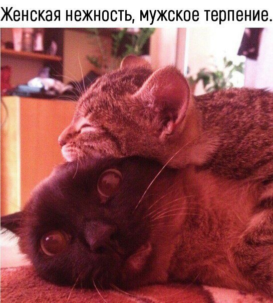 ЖБНСКЭЯ НВЖНОСТЬ МУЖСКОВ терпение и