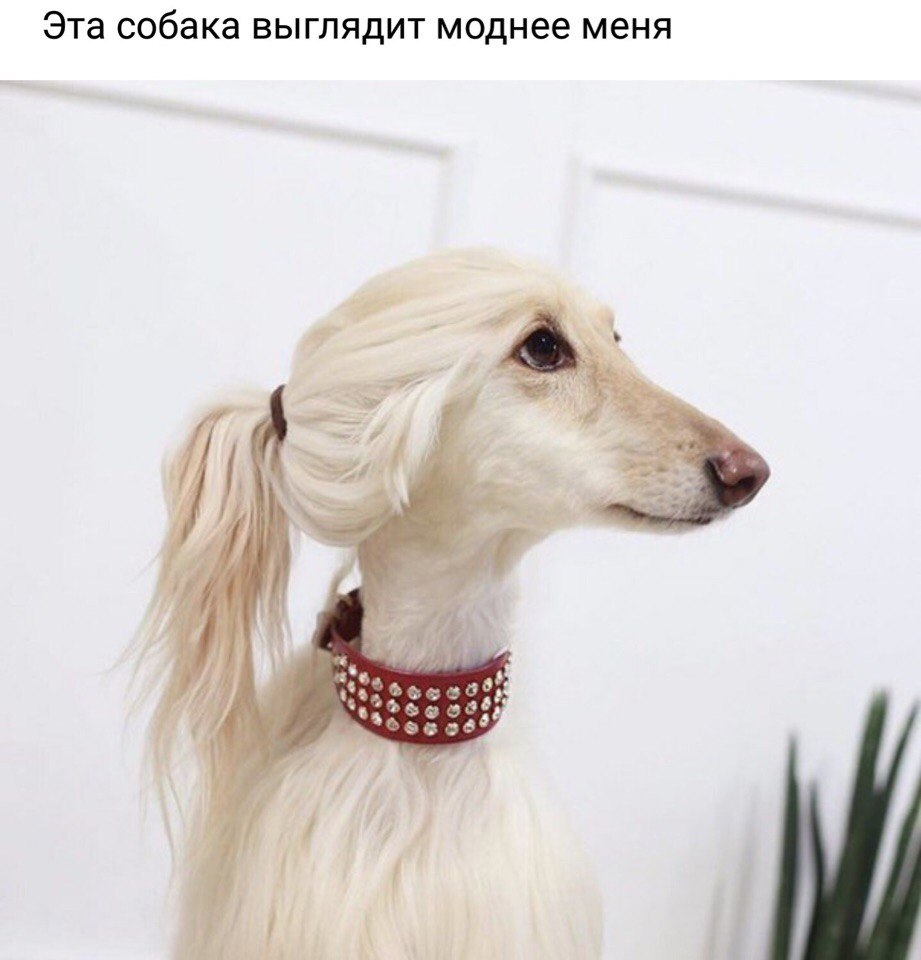 Эта собака ВЫГЛЯдИТ моднее меня