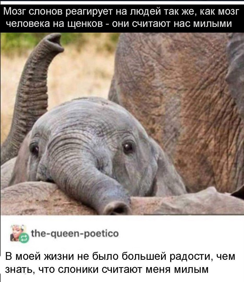 Мозг слонов реагирует на людей так же как мозг человека на щенков они считают нас милыми 7 77г О Юте циееп роеіісо В моей жизни не было большей радости чем знать что слоники считают меня милым
