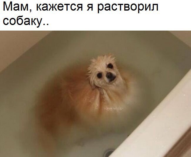 Мам кажется я растворип собаку