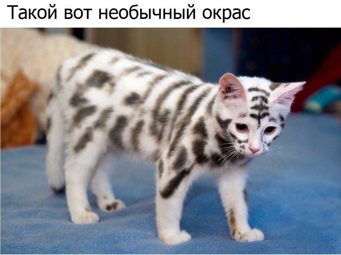 Такой вот необычный окрас