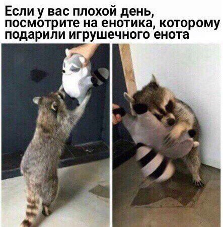 Если у вас плохой день посмотрите на енотика которому подарили игрушечного енота