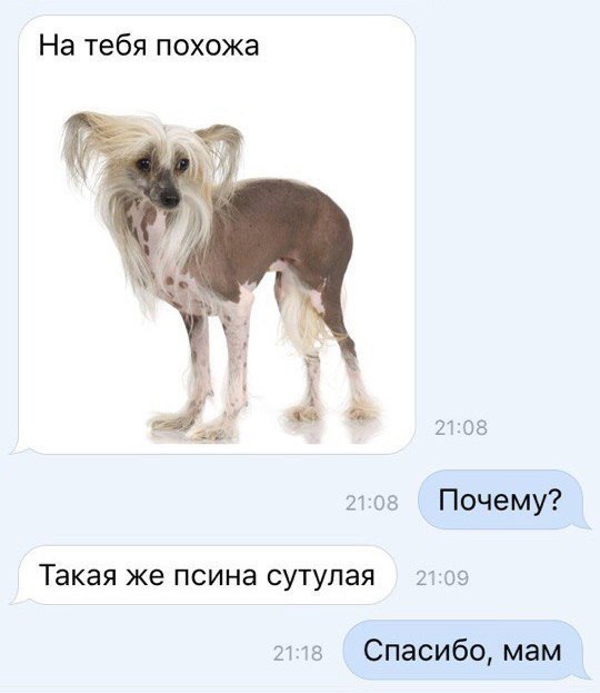На тебя похожа 2108 тов Почему Такая же псина сутупая 23 09 из Спасибо мам