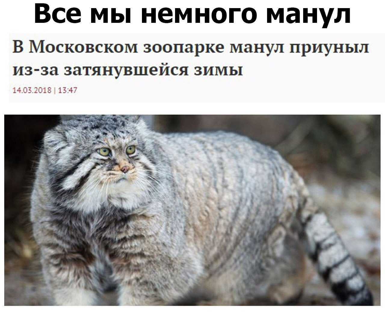 Все мы немного манул В Московском зоопарке манул приуныл из за затянувшейся зимы 14 032018 1347