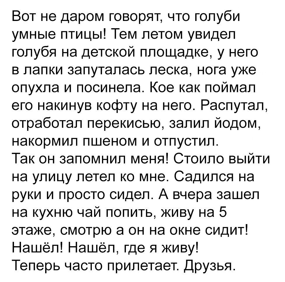 Вот не даром говорят что голуби умные птицы Тем летом увидел голубя на детской площадке у него в лапки запуталась леска нога уже опухла и посинела Кое как поймал его накинув кофту на него Распутал отработал перекисью залил йодом накормил пшеном и отпустил Так он запомнил меня Стоило выйти на улицу летел ко мне Садился на руки и просто сидел А вчера зашел на кухню чай попить живу на 5 этаже смотрю 