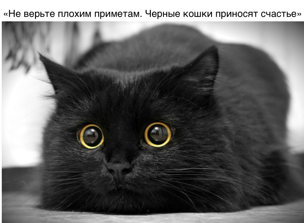 Не верьте плохим приметам Черные кошки приносят счастье