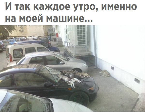 И так каждое утро именно на моей машине т
