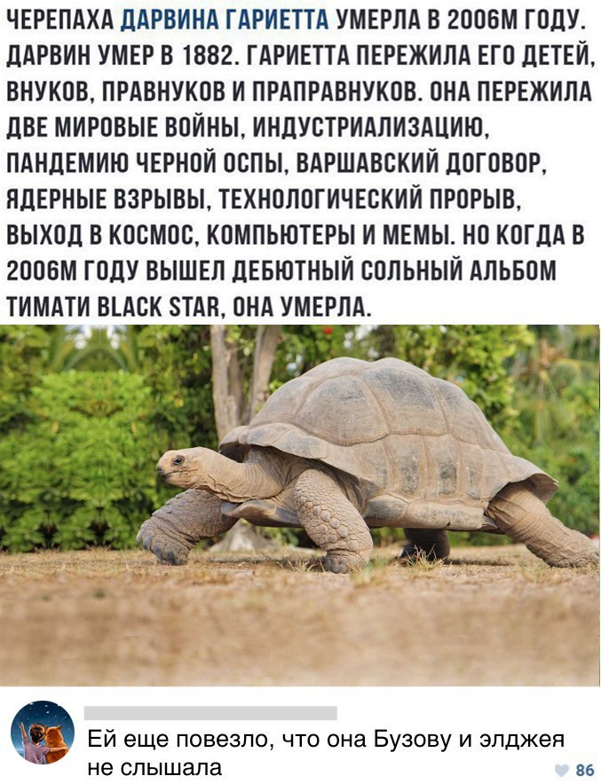ЧЕРЕПАХА ДАРВИНА ГАРИЕТТА УМЕРЛА В 2ООБМ ГОДУ ДАРВИН УМЕР В 1882 ГАРИЕТТА ПЕРЕЖИЛА ЕГО ДЕТЕЙ ВНУКОВ ПРАВНУКОВ И ПРАПРАВНУКОВ ОНА ПЕРЕЖИЛА ЦВЕ МИРОВЫЕ ВОЙНЫ ИНДУСТРИАЛИЗАЦИЮ ПАНДЕМИЮ ЧЕРНОЙ ООПЫ ВАРШАВСКИЙ ДОГОВОР ЯДЕРНЫЕ ВЗРЫВЫ ТЕХНОЛОГИЧЕСКИЙ ПРОРЫВ ВЫХОД В КОСМОС КОМПЬЮТЕРЫ И МЕМЫ НО КОГДА В 2ООБМ ГОДУ ВЫШЕЛ ДЕБЮТНЫЙ ВОЛЬНЫИ АЛЬБОМ ТИМАТИ ВАОК ТАН ОНА УМЕРЛА і_ _ Ей еще повезло что она Бузову и 
