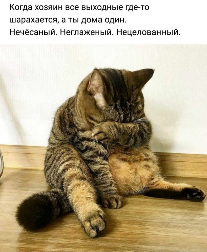 Когда хозяин все выходные гдето шарахается а ты дома один Нечёсаный Неглаженый Нецелованный