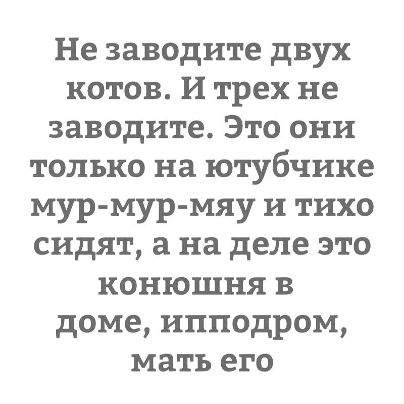 Не заводите двух котов И трех не заводите Это они только на ютубчике мур мур мяу и тихо сидят на деле это конюшня в доме ипподром мать его