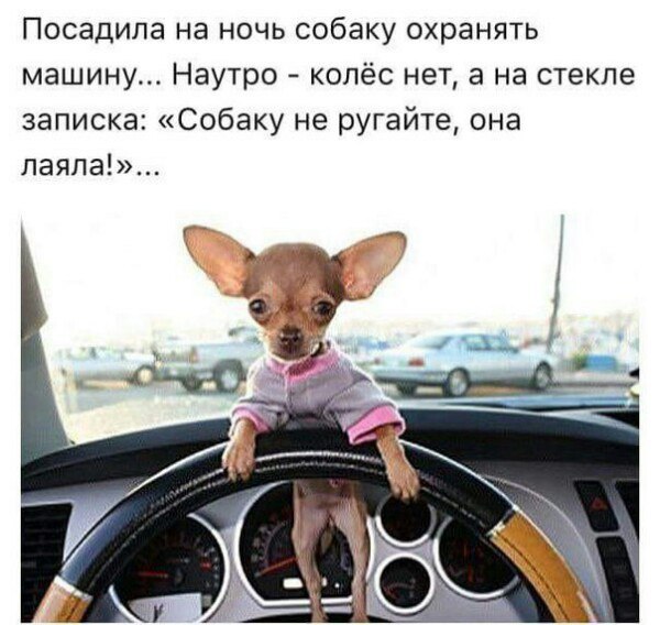 Посадипа на ночь собаку охранять машину Наутро колёс нет а на стекле записка Собаку не ругайте она паяла