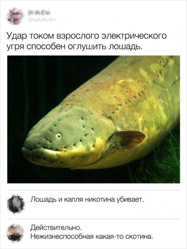 Удар током взрослого электрического угря способен оглушить лошадь 3 к а дк Лошадь и капля никотина убивает Действительно Нежизнеспособная какая то скотина