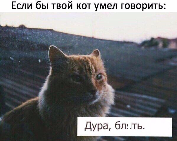 Если бы твой кот умел говорить Дура блыть