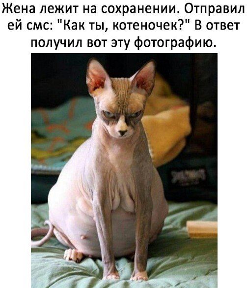 Жена лежит на сохранении Отправил ей смс Как ты котеночек В ответ получил вот эту фотографию