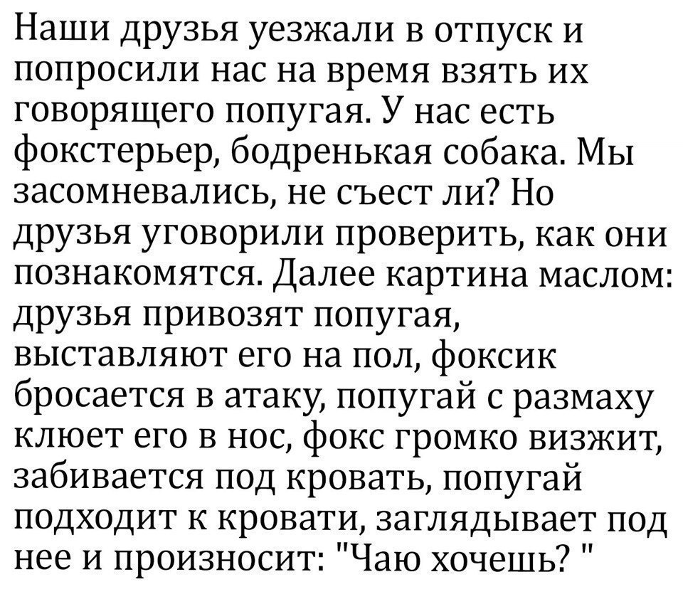 Наши друзья уезжали в отпуск и попросили нас на время взять их говорящего попугая У нас есть фокстерьер бодренькая собака Мы засомневались не съест ли Но друзья уговорили проверить как они познакомятся Далее картина маслом друзья привозят попугая выставляют его на пол фоксик бросается в атаку попугай с размаху клюет его в нос фокс громко визжит забивается под кровать попугай подходит к кровати заг