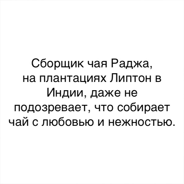 Сборщик чая Раджа на плантациях Липтон в Индии даже не подозревает что собирает чай с любовью и нежностью