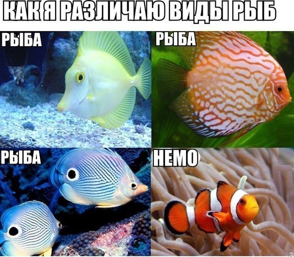 ШЕШЁБЛЁ