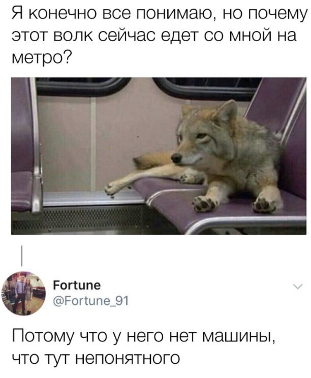 Я конечно все понимаю но почему этот волк сейчас едет со мной на метро Рогтипе Рогтыпе_91 ПОТОМУ ЧТО у НЭГО НОТ МЭШИНЫ ЧТО ТУТ НЭПОНЯТНОГО