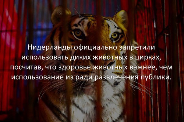 с і і п3етили х ирках _ _жнеече тблик Н ерланды официалыю иЕпЬльзовать диких живо посчитав что здоровьеёжив использование из радфё