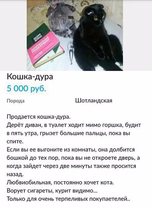 Кошка дура 5 000 руб Порода Шотландская Продается кошка дура Дерёт диван в туалет ходит мимо горшка будит в пять утра грызет большие пальцы пока вы спите Если вы ее выгоните из комнаты она долбится бошкой до тех пор пока вы не откроете дверь 3 когда зайдет через две минуты также просится назад Любвиобипьная постоянно хочет кота Ворует сигареты курит видимо Только для очень терпеливых покупаетелей