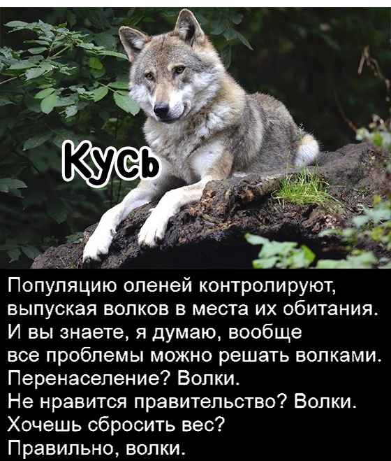 Ёу Популяцию оленей контролируют выпуская волков в места их обитания И вы знаете я думаю вообще все проблемы можно решать волками Перенаселение Волки Не нравится правительство Волки Хочешь сбросить вес Правильно волки