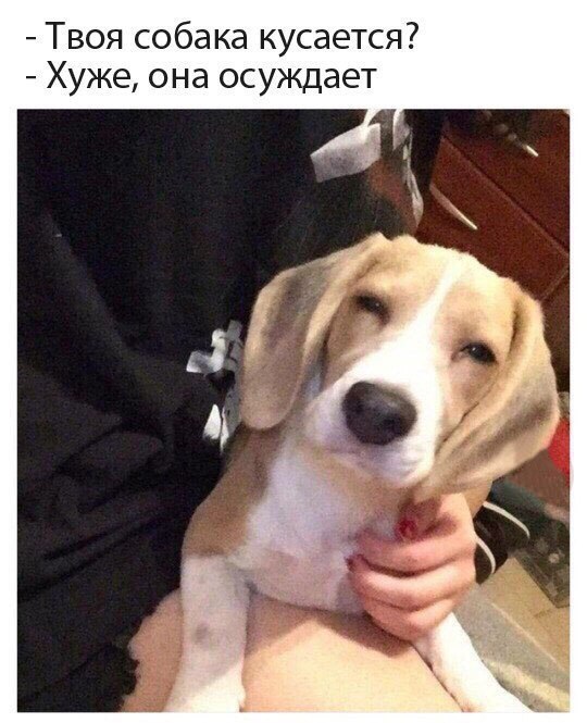 Твоя собака кусается Хуже она осуждает