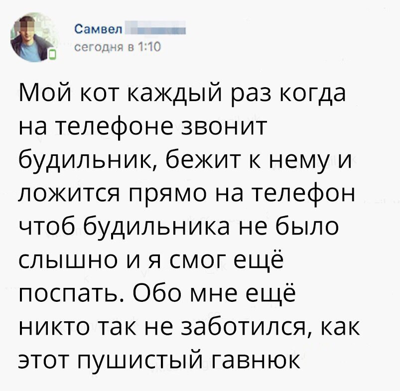 Мой кот каждый раз когда на телефоне звонит будильник бежит к нему и локится прямо на телефон чтоб будильника не было слышно и я смог ещё поспать Обо мне ещё никто так не заботился как этот пушистый гавнюк