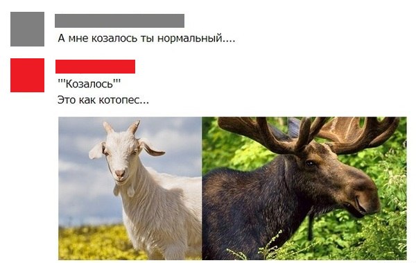 А мне казалось ты нормальный Козапось Это как котопес
