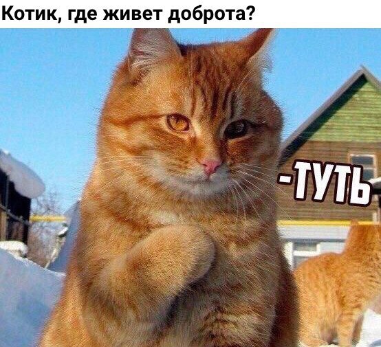 Котик где живет доброта