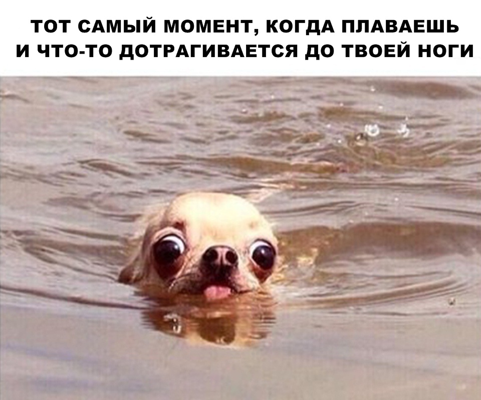 ТОТ САМЫЙ МОМЕНТ КОГДА ППАВАЕШЬ И ЧТО ТО дОТРАГИВАЕТСЯ дО ТВОЕЙ НОГИ