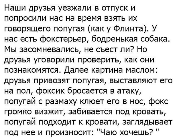 Наши друзья уезжали в отпуск и попросили нас на время взять их говорящего попугая как у Флинта У нас есть фокстерьер бодренькая собака Мы засомневались не съест ли Но друзья уговорили проверить как они познакомятся Далее картина маслом друзья привозят попугая выставляют его на пол фоксик бросается в атаку попугай с размаху клюет его в нос фокс громко визжит забивается под кровать попугай подходит 