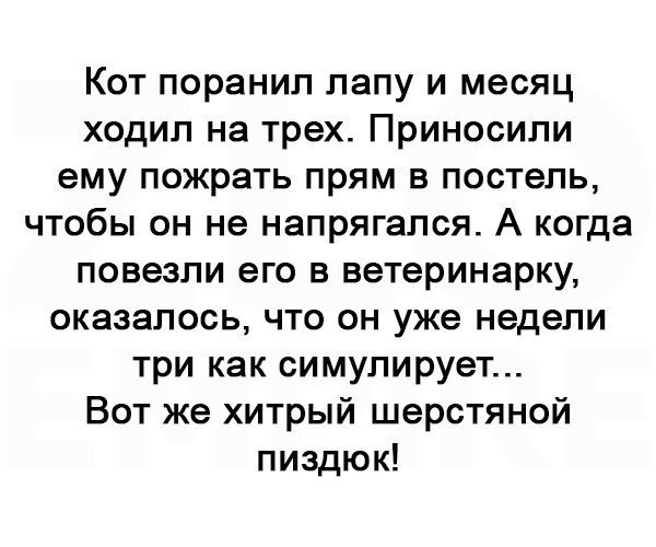 Кот поранип лапу и месяц ходил на трех Приносипи ему пожрать прям в постель чтобы он не напрягапся А когда повезли его в ветеринарку оказалось что он уже недели три как симулирует Вот же хитрый шерстяной пиздюк