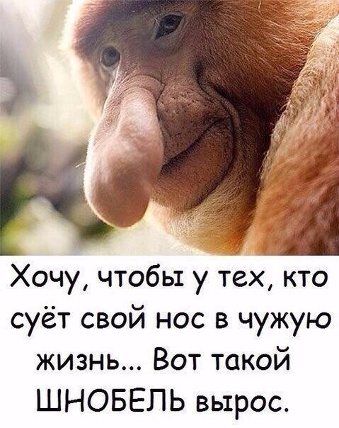 Хочу чтобы у тех кто суёт свой нос в чужую жизнь Вот такой ШНОБЕПЬ вырос