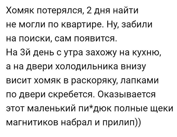 Хомяк потерялся 2 дня найти не могли по квартире Ну забили на поиски сам появится На Зй день с утра захожу на кухню а на двери холодильника внизу висит хомяк в раскоряку лапками по двери скребется Оказывается этот маленький пидюк полные щеки магнитиков набрал и прилип