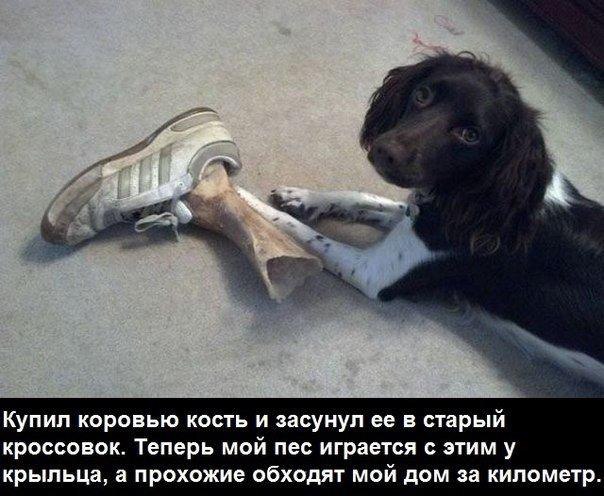 Купил коровью кость и засунул ее в старый кроссовок Теперь мой пес играется этим у крыльца а прохожие обходят мой дом за километр