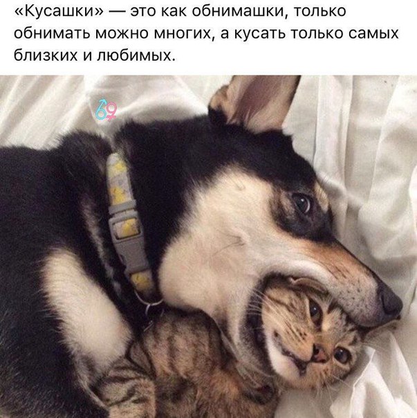Кусашки это как обнимашки только обнимать можно многих а кусать только самых близких и любимых