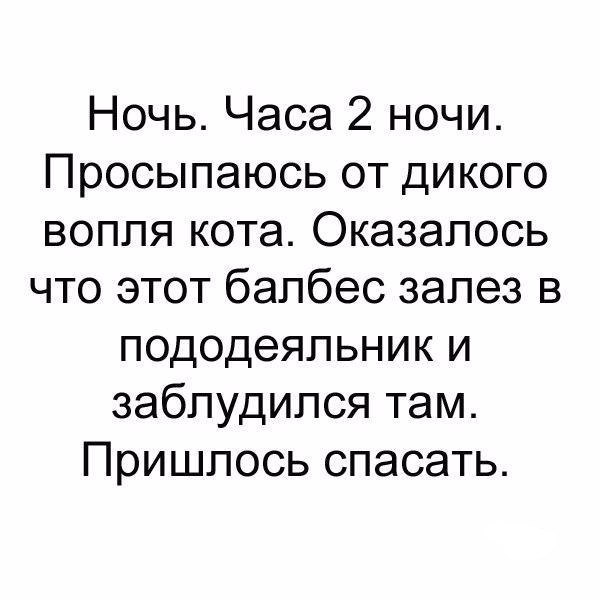 Ночь Часа 2 ночи Просыпаюсь от дикого вопля кота Оказалось что этот балбес залез в пододеяльник и заблудился там Пришлось спасать