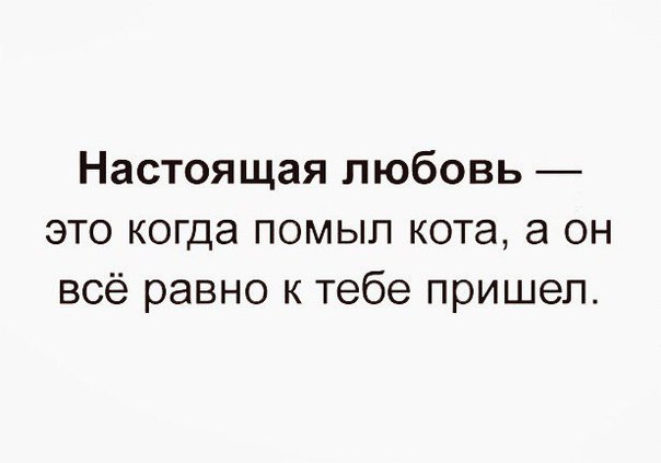 Настоящая любовь это когда помыл кота а он всё равно к тебе пришел