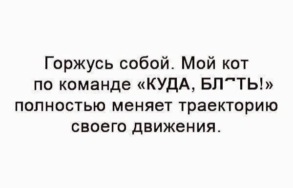 Горжусь собой Мой кот по команде КУДА БЛТЬ полностью меняет траекторию своего движения