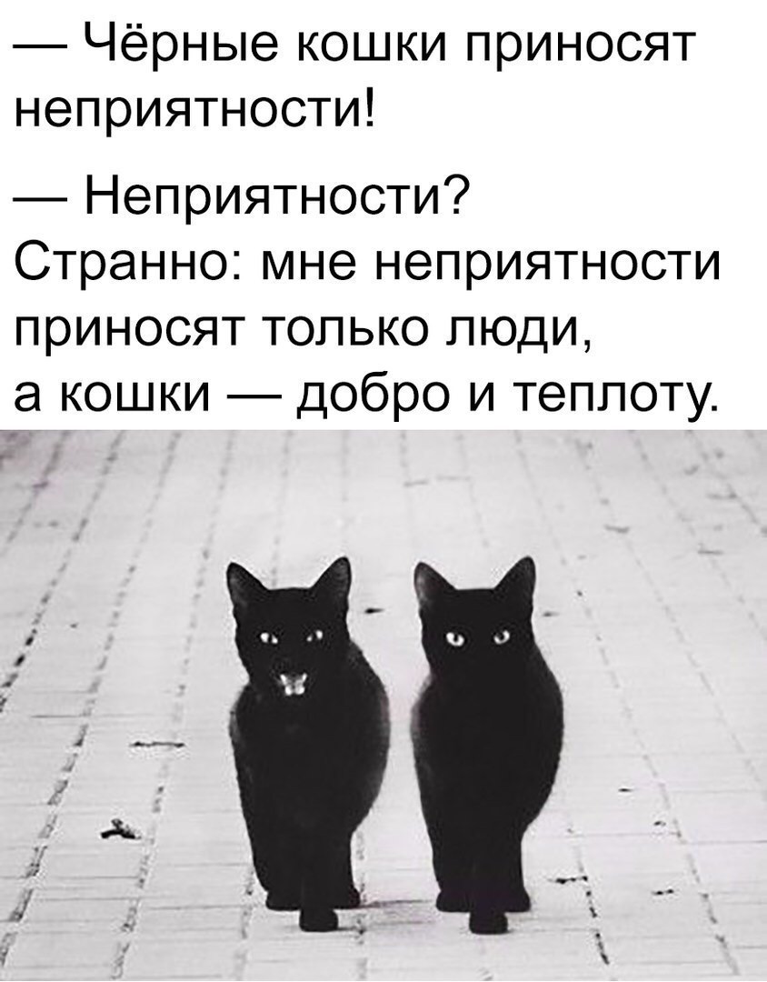 Чёрные кошки приносят неприятности Неприятности Странно мне неприятности приносят только люди а кошки добро и теплоту