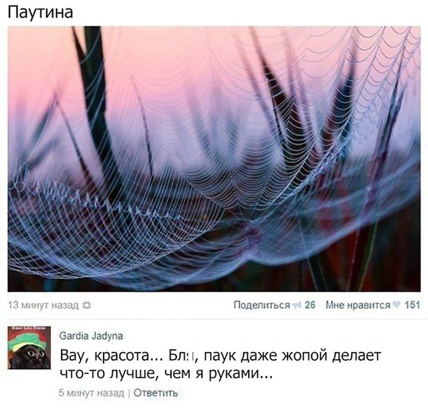 Паутина 23 зиме нравится 5 сша мама Вау красота Бпь паук даже жопой делает что то лучше чем я руками эта