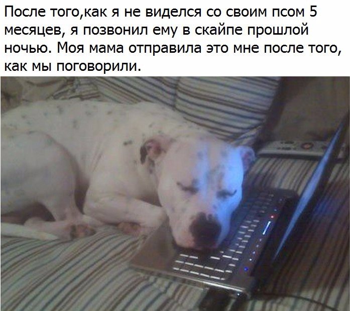 Посте тогокак я не виделся со своим псом 5 месяцев я позвонил ему в скайпе прошлой НОЧЬЮ МОЯ мама отправила ЭТО мне посте ТОГО как МЫ ПОГОВОРИЛИ