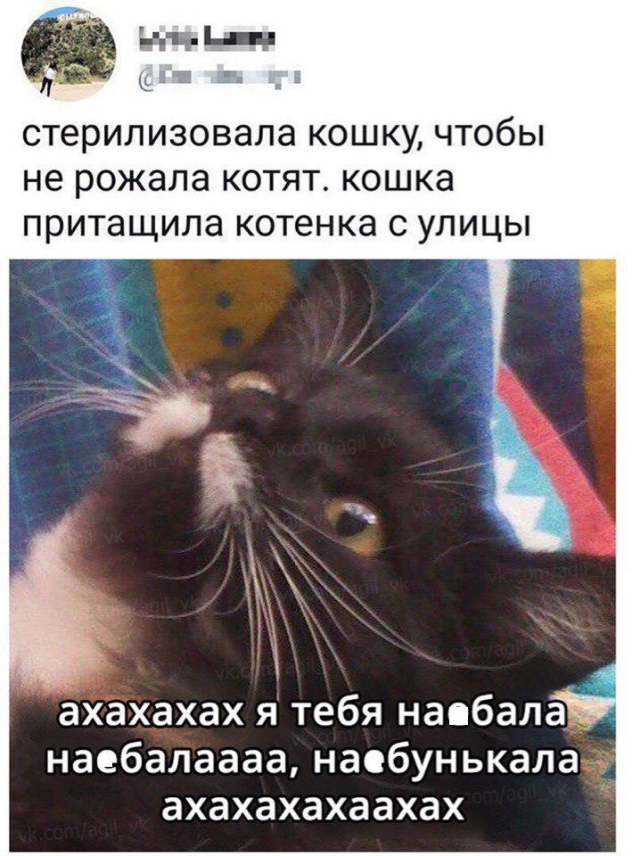 Биты _а ж г _ л СТерИЛИЗОВЭЛЭ КОШКУ ЧТОбЫ не рожала КОТЯТ КОШКЭ ПРИТЭЩИЛЭ котенка С УЛИЦЫ ахахахах51тебя напбала7 наебалаааанасбунькалаэ ахахахахаахах